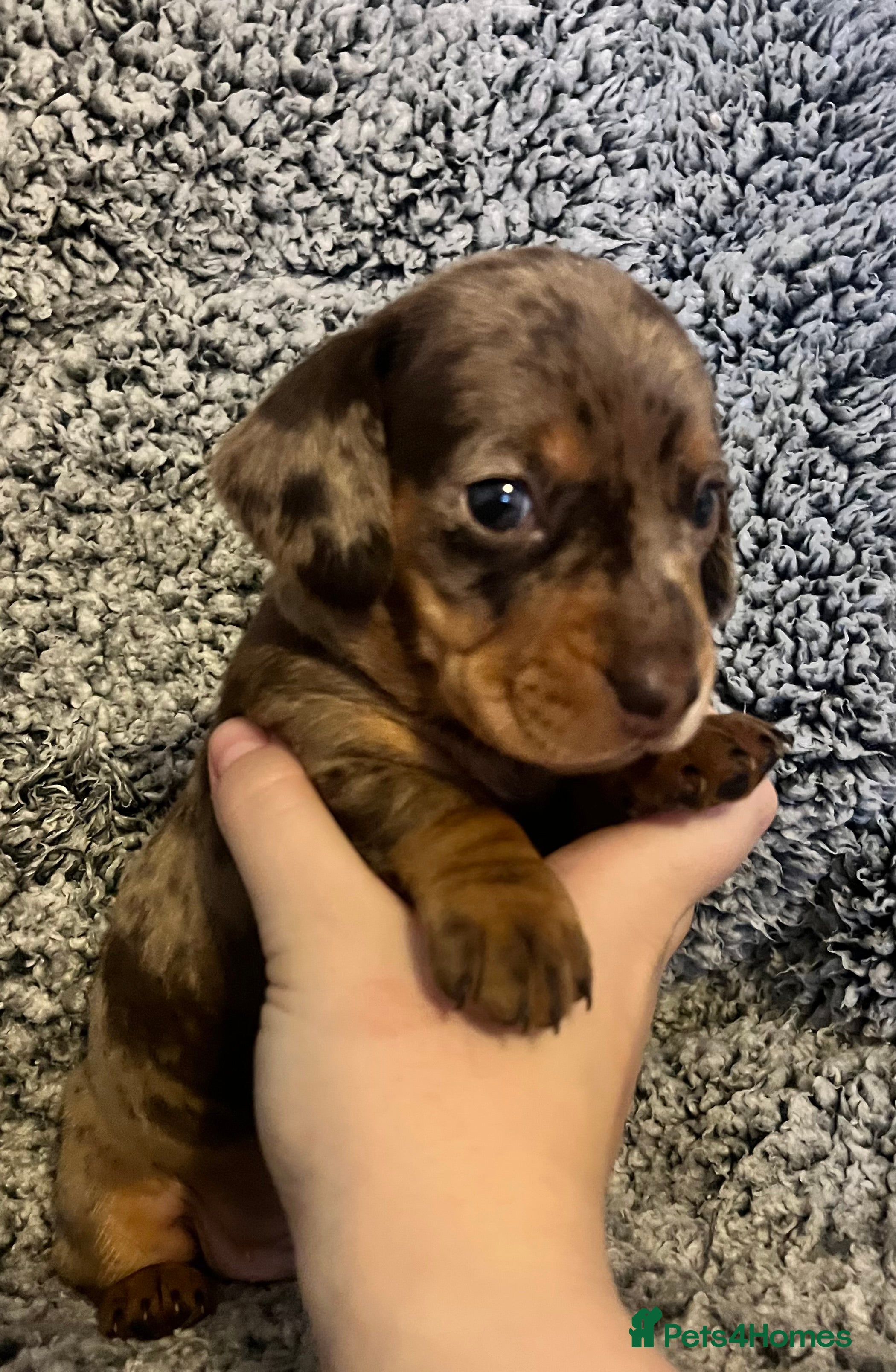 Miniature Dachshund dogs Beautiful Miniature dachshunds🐶🤎 - Advert 2