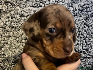 Miniature Dachshund dogs Beautiful Miniature dachshunds🐶🤎 - Advert 9