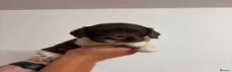 English Springer Spaniel dogs for sale: Beautiful English springer Spaniels  - Advert 28