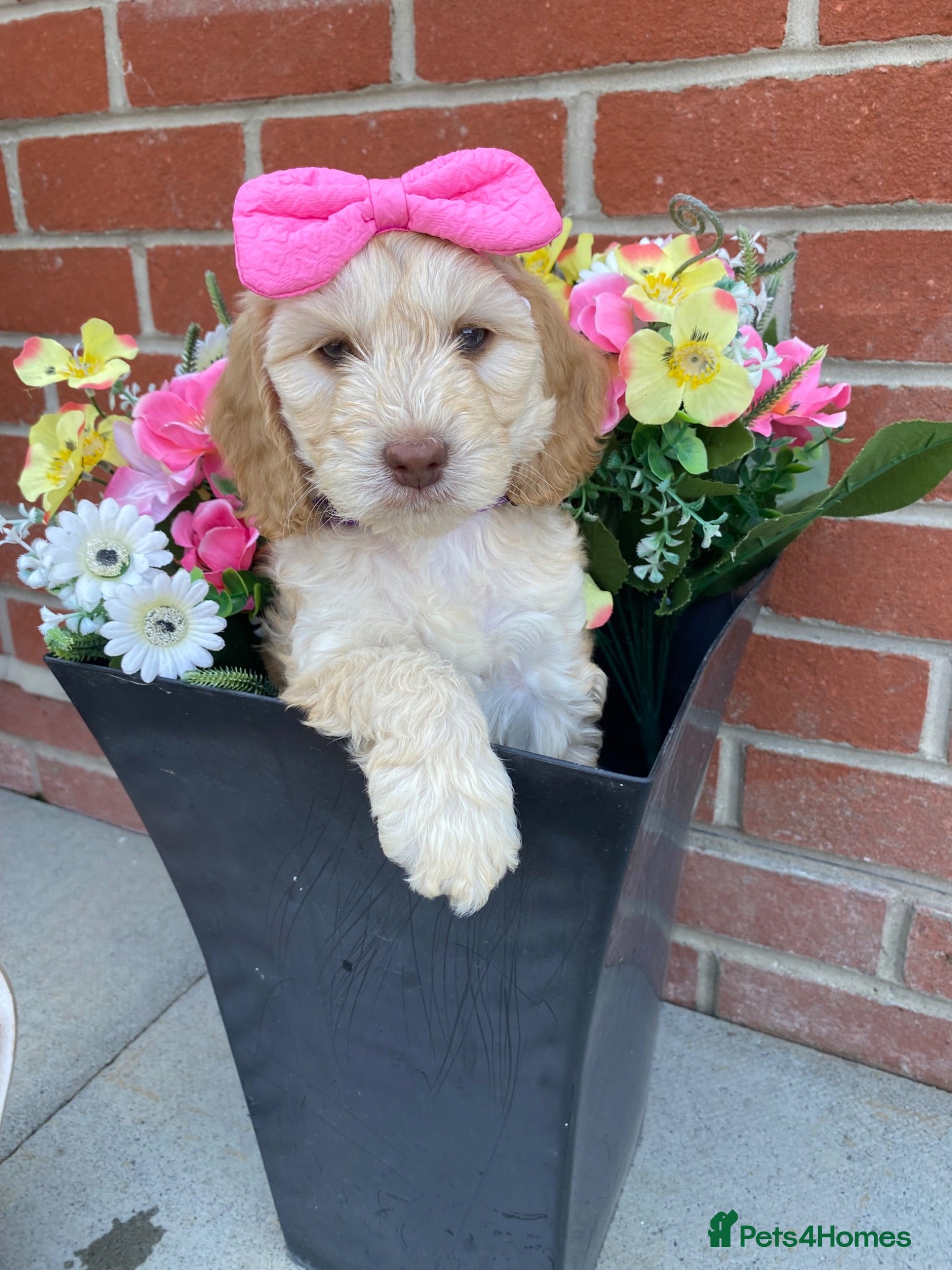 Cockapoo dogs Beautiful cockapoo  puppies - Advert 2