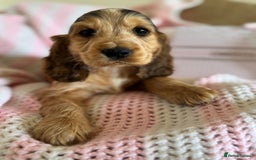Cocker Spaniel dogs for sale: Last 2 boys fully vaccinated health checked  - Image 16