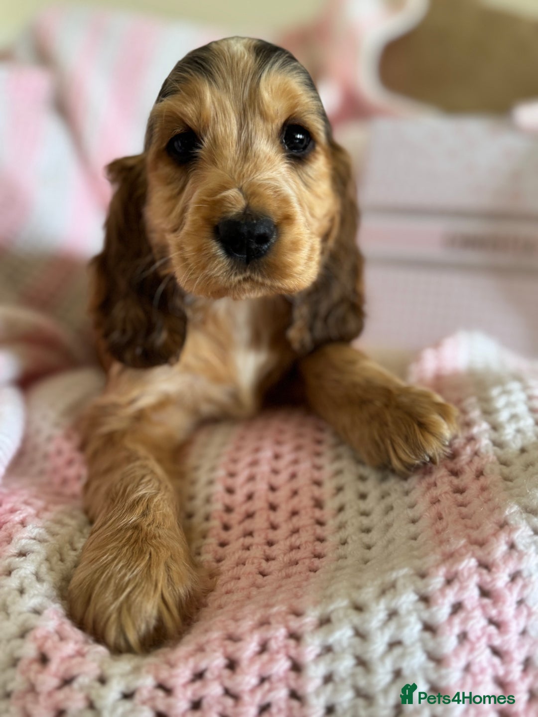 Cocker Spaniel dogs for sale: Last 2 boys fully vaccinated health checked  - Image 16