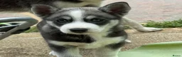 Siberian Husky dogs for sale: Siberian Husky Puppies With Beautiful Personalitie in Stoke-on-Trent - Advert 8