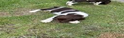 English Springer Spaniel dogs for sale: Ready Now!!! KC reg Springer Spaniel BOYS - Advert 5