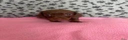 Dachshund dogs for sale: 🐾 Gorgeous Mini Dachshund Puppies-Come meet them! - Advert 8