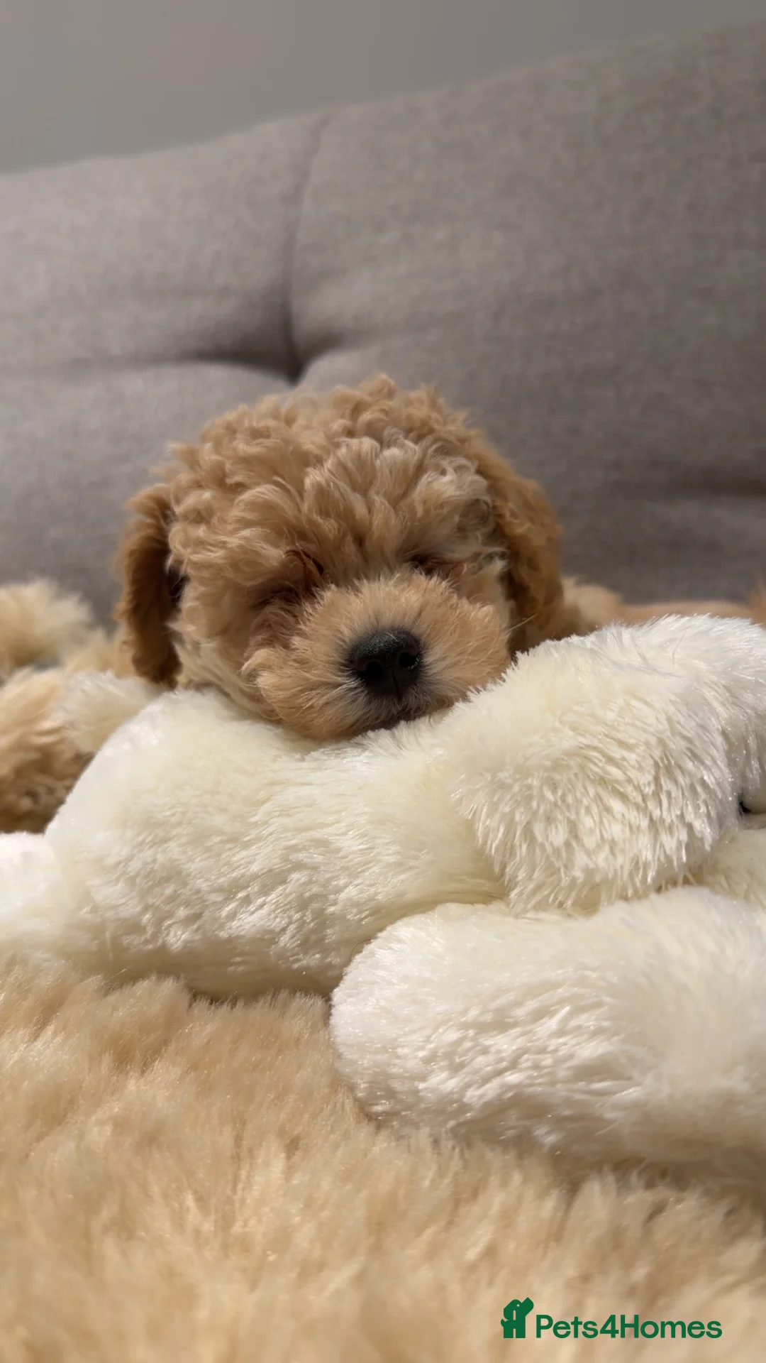 Maltipoo dogs for sale: Teddybear Maltipoo - Advert 2