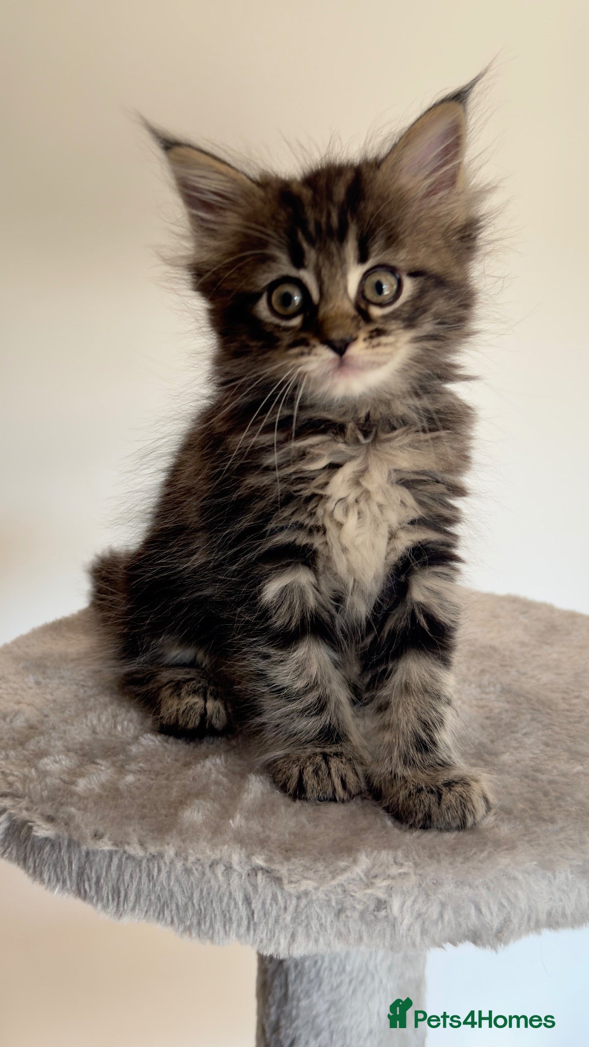 Maine Coon cats Maine coon x ragdoll GIRL - ready now  - Advert 7