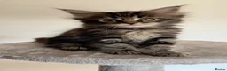 Maine Coon cats for sale: Maine coon x ragdoll GIRL - ready now  - Advert 1