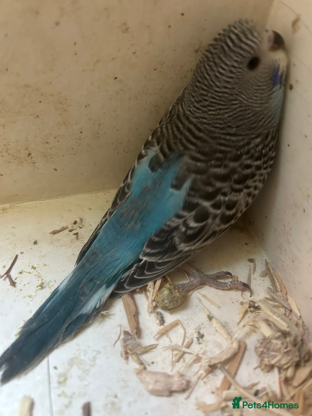 Budgerigars birds for sale: BUDGIES FOR SALE, all in good health - Image 7