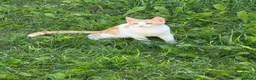 Mixed Breed cats for sale: Kittens for sale  - Advert 11