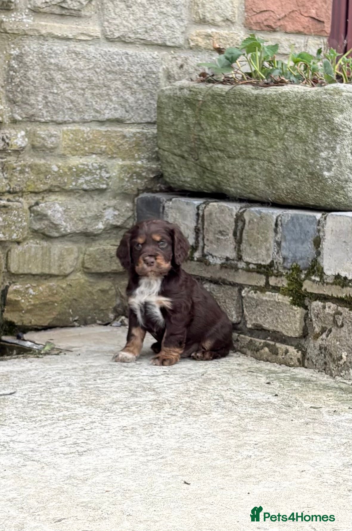 Cocker Spaniel dogs 🐶 COCKER SPANIEL PUPPIES 🐶 - Advert 2
