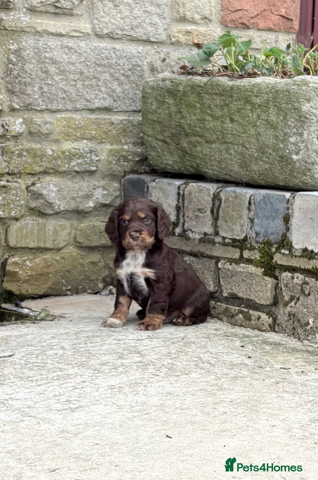 Cocker Spaniel dogs for sale: 🐶 COCKER SPANIEL PUPPIES 🐶 in Bishop Auckland - Advert 1