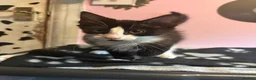 Mixed Breed cats for sale: Pretty mixed litter of kittens. - Advert 4