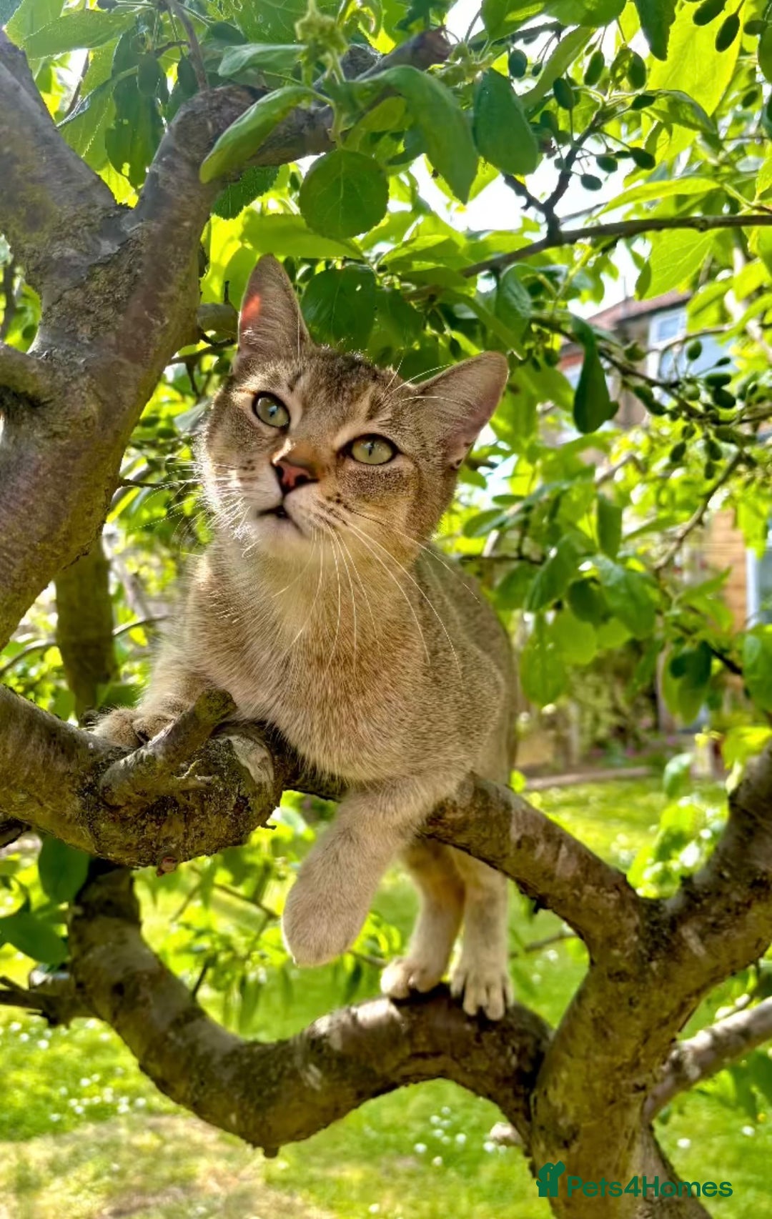 Mixed Breed cats for sale: 3 Female Kittens left from litter of 6  - Advert 8