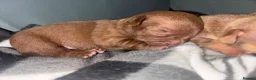 Chihuahua dogs for sale: 3 chihuahua puppy’s for sale - Advert 2