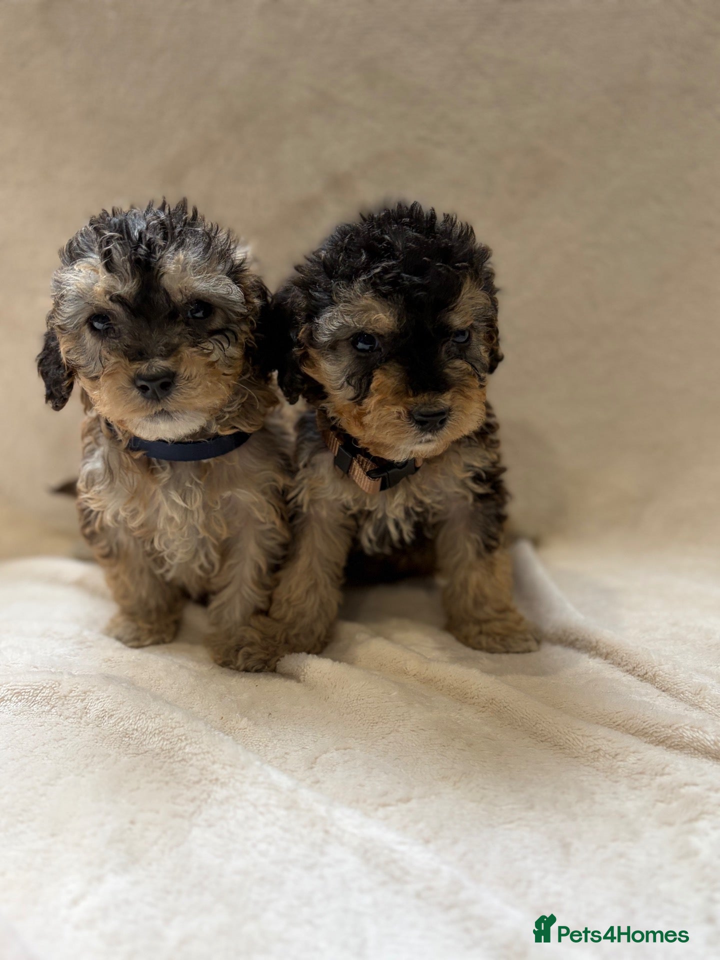 Cockapoo dogs 🐾STUNNING COCKERPOO F1 PUPPIES REG BREDER 🐾 - Advert 1