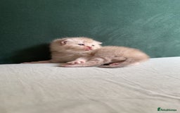 British Shorthair cats for sale: British shorthair Kittens - Image 9