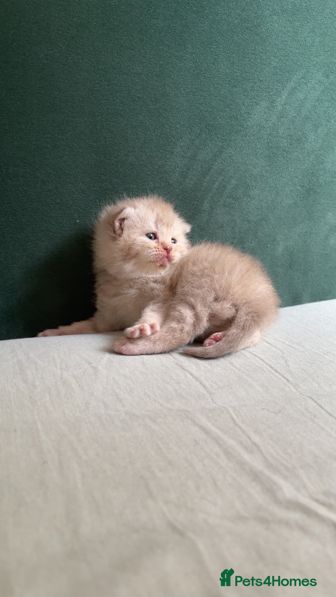 British Shorthair cats for sale: British shorthair Kittens - Image 9