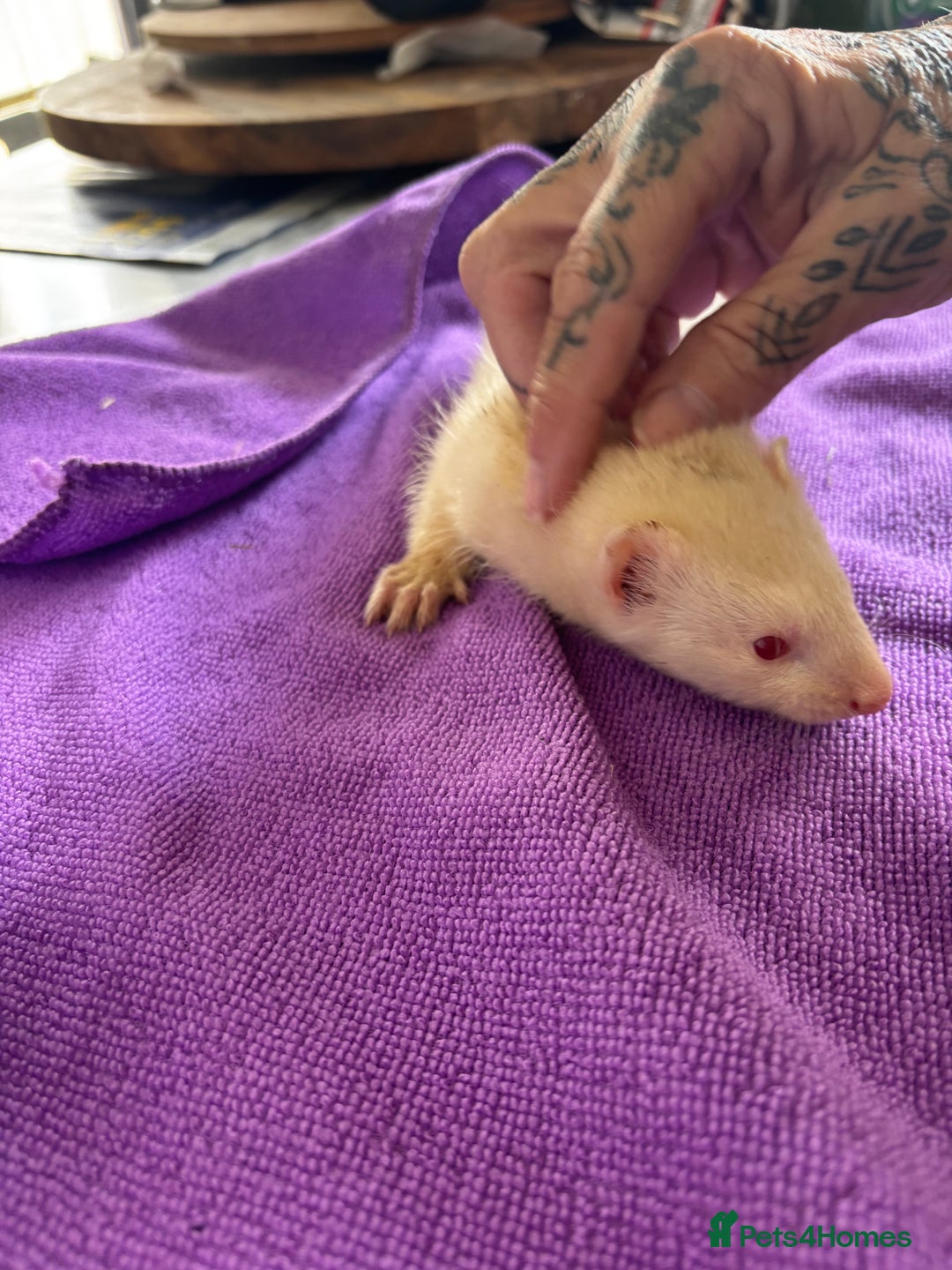 Ferret rodents for sale: Albino ferrets  - Image 2