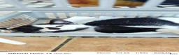 Mixed Breed cats for sale: Kitten's for sale  - Advert 4