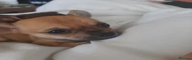 Chihuahua Puppy 1