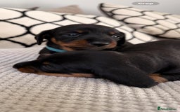 Miniature Dachshund dogs for sale: Beautiful Pedigree Miniature Dachshund Puppies - Image 16