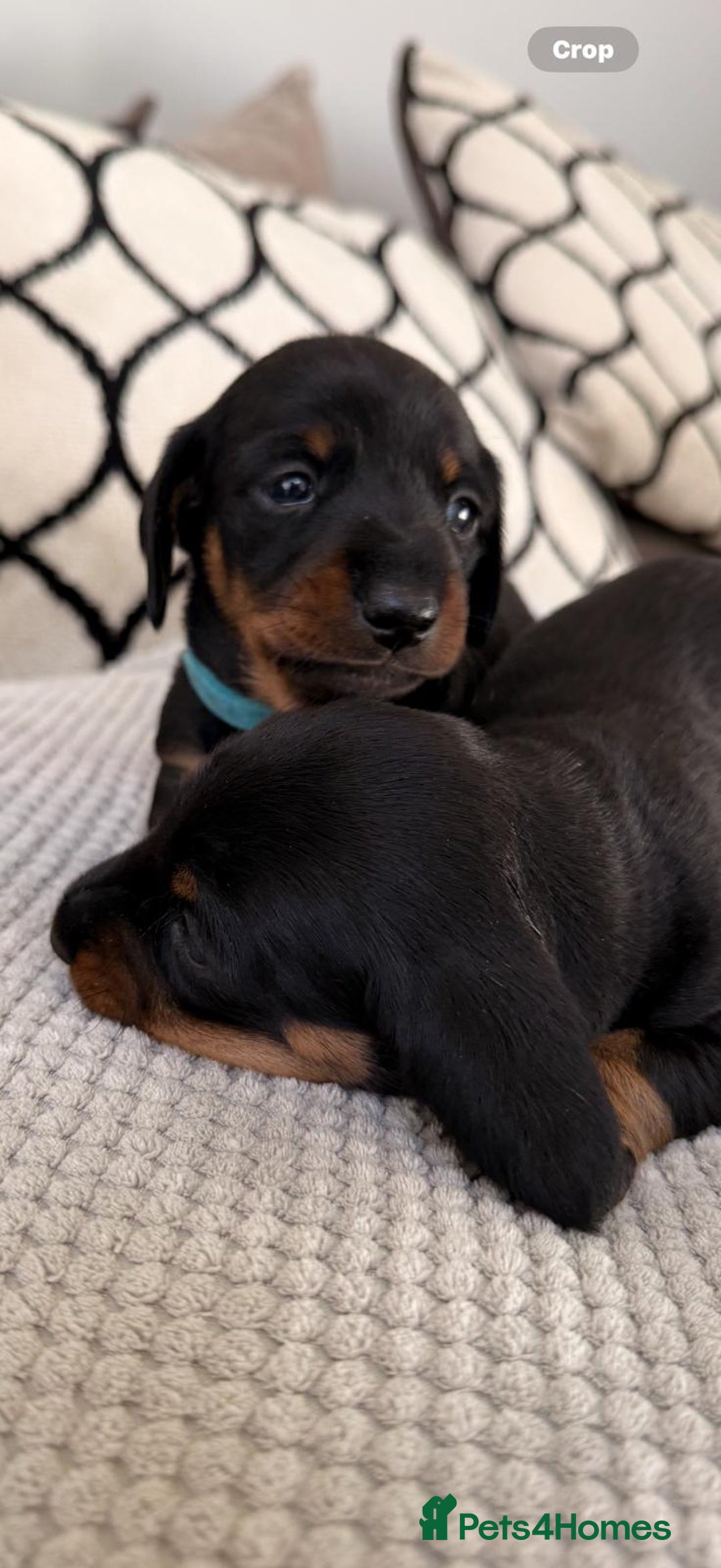 Miniature Dachshund dogs for sale: Beautiful Pedigree Miniature Dachshund Puppies - Image 16