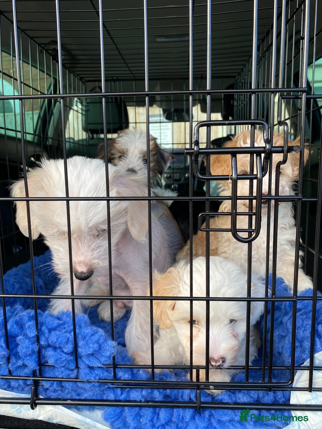 Chinese Crested dogs for sale: TRULY TRULY SCRUMPTIOUS apricot powder puff GIRL   - Advert 12