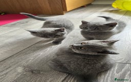 British Shorthair cats for sale: British Blue Shorthair - Image 23