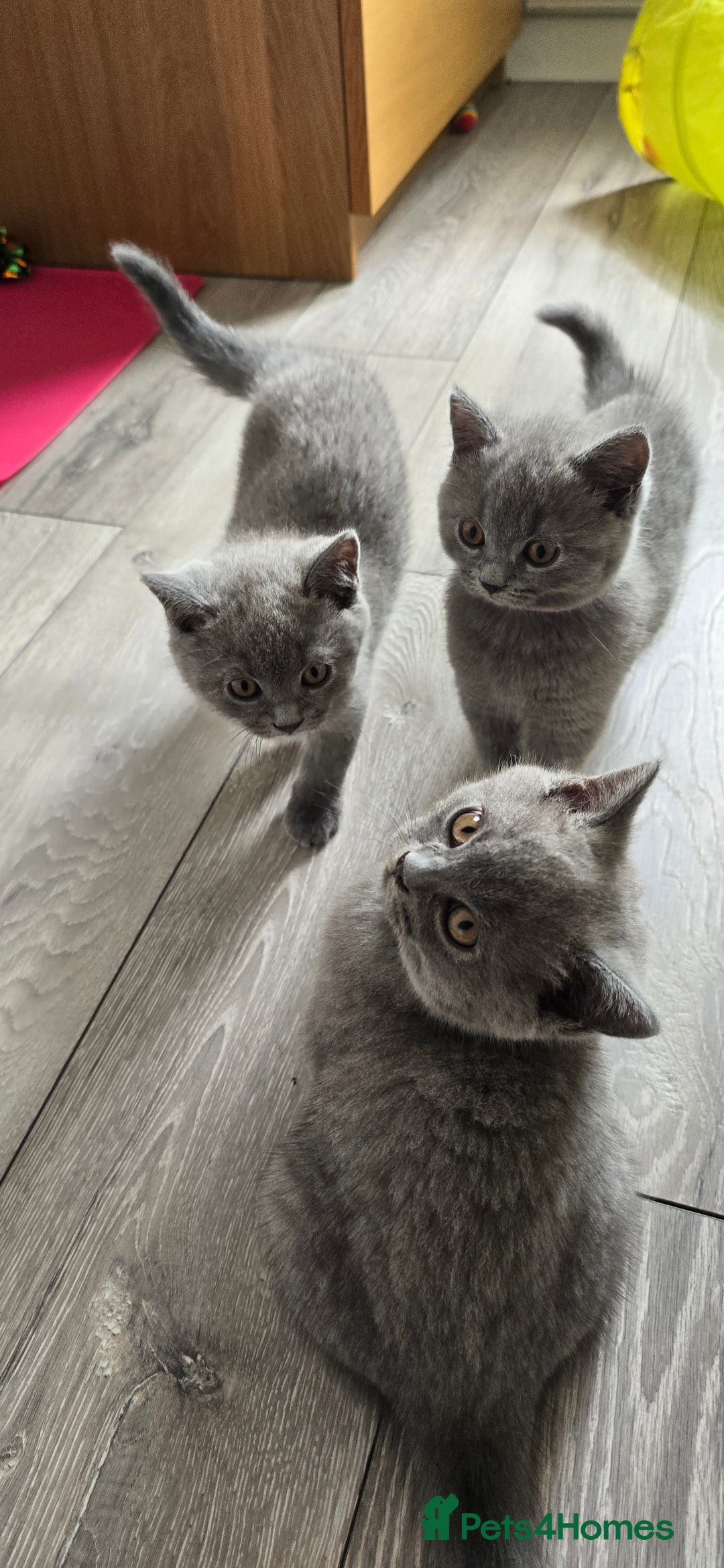 British Shorthair cats for sale: British Blue Shorthair - Image 23