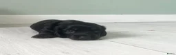 Miniature Dachshund dogs for sale: Beautiful Miniature Dachshund Puppies  - Advert 11