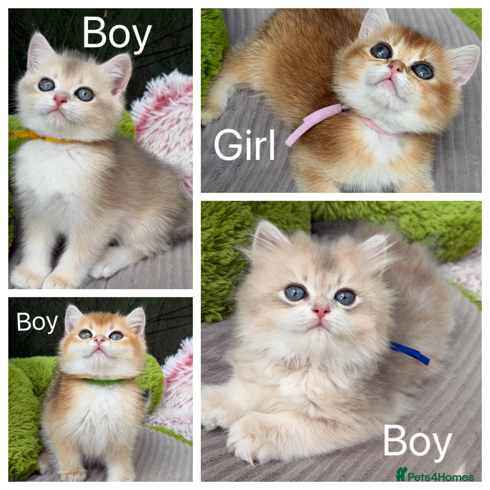 British Shorthair cats British shorthair blue golden kittens GCy - Advert 11