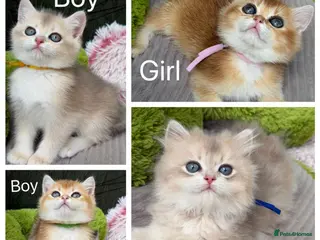 British Shorthair cats British shorthair blue golden kittens GCy - Advert 2