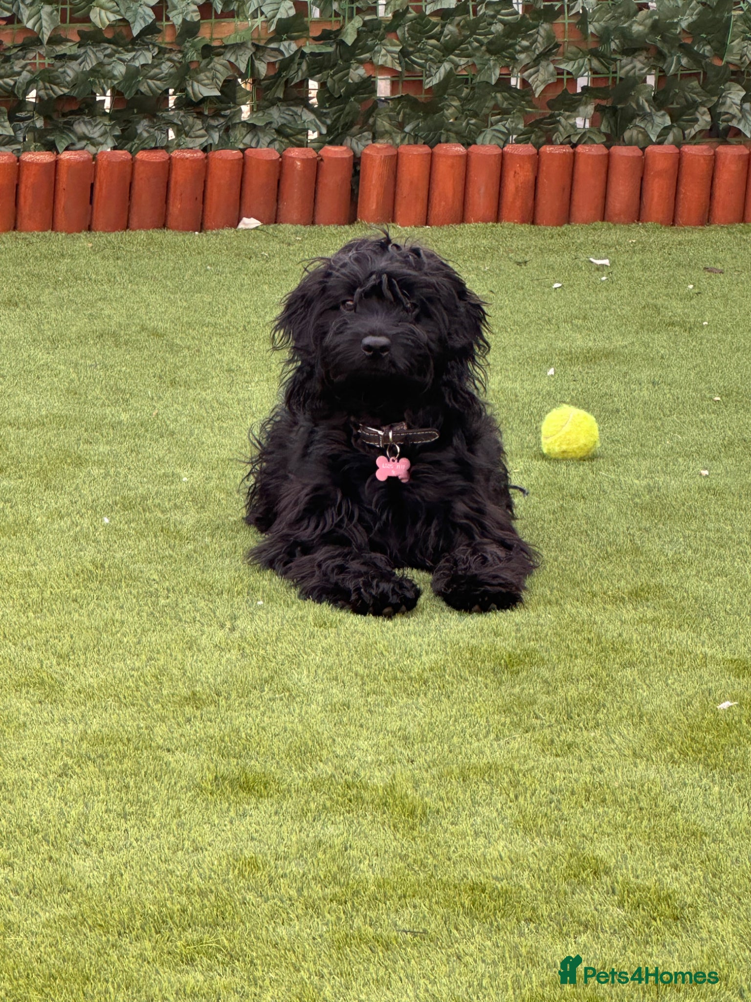 Cockapoo dogs 8 month old black cockapoo - Advert 1