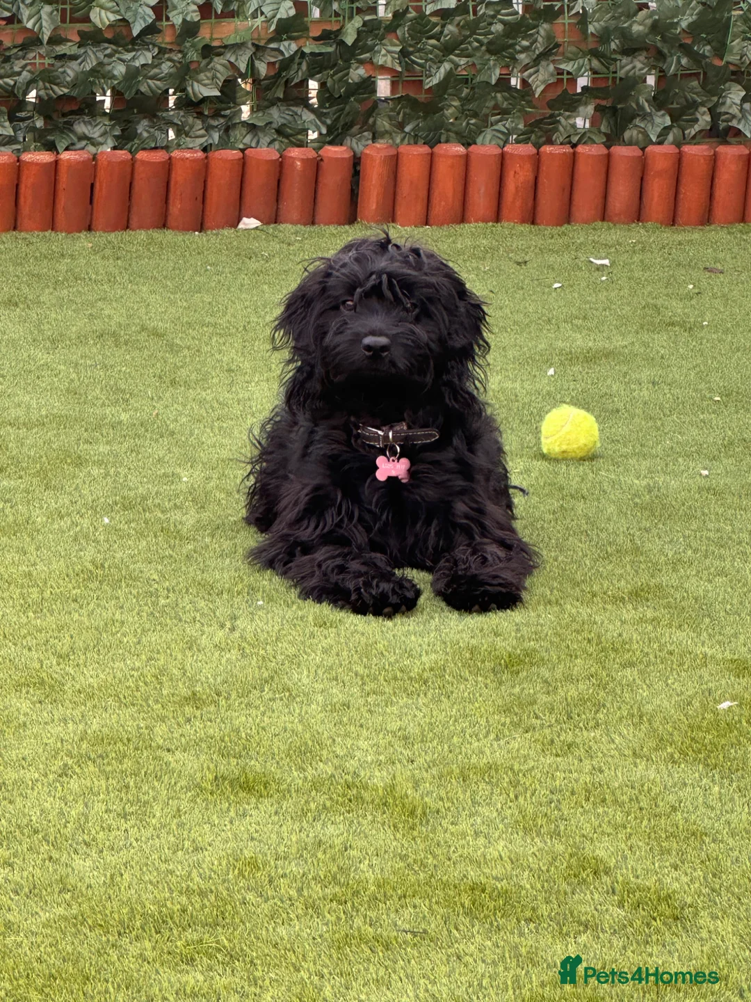 Cockapoo dogs for sale: 8 month old black cockapoo - Advert 1