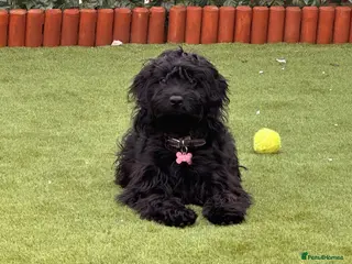 Cockapoo dogs 8 month old black cockapoo - Advert 1