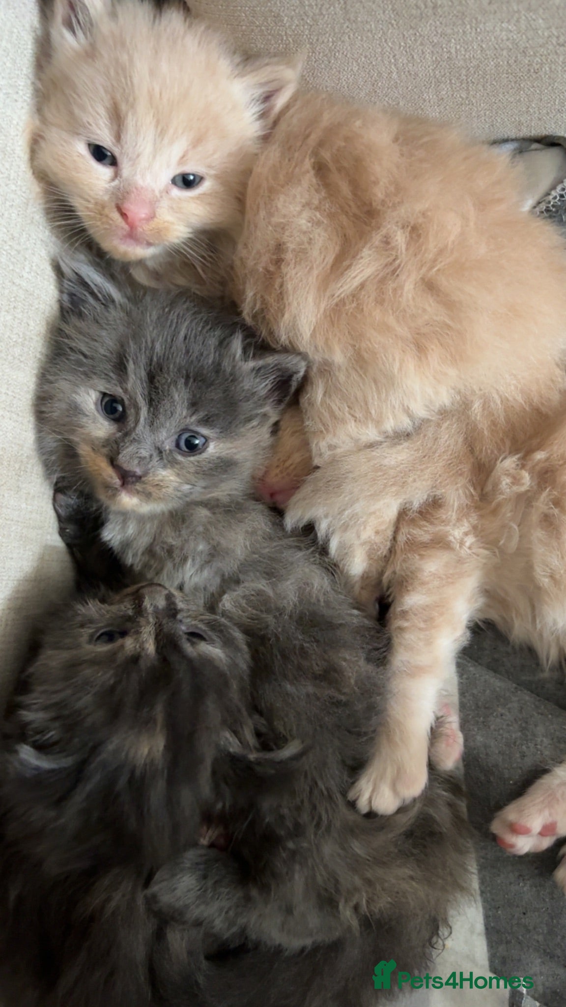 Maine Coon cats 3/4 Maine coon kittens  - Advert 16