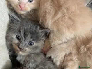 Maine Coon cats 3/4 Maine coon kittens - Advert 1