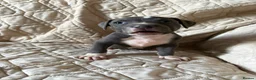 Staffordshire Bull Terrier dogs for sale: 1 Prince  1 princess  left  - Advert 25