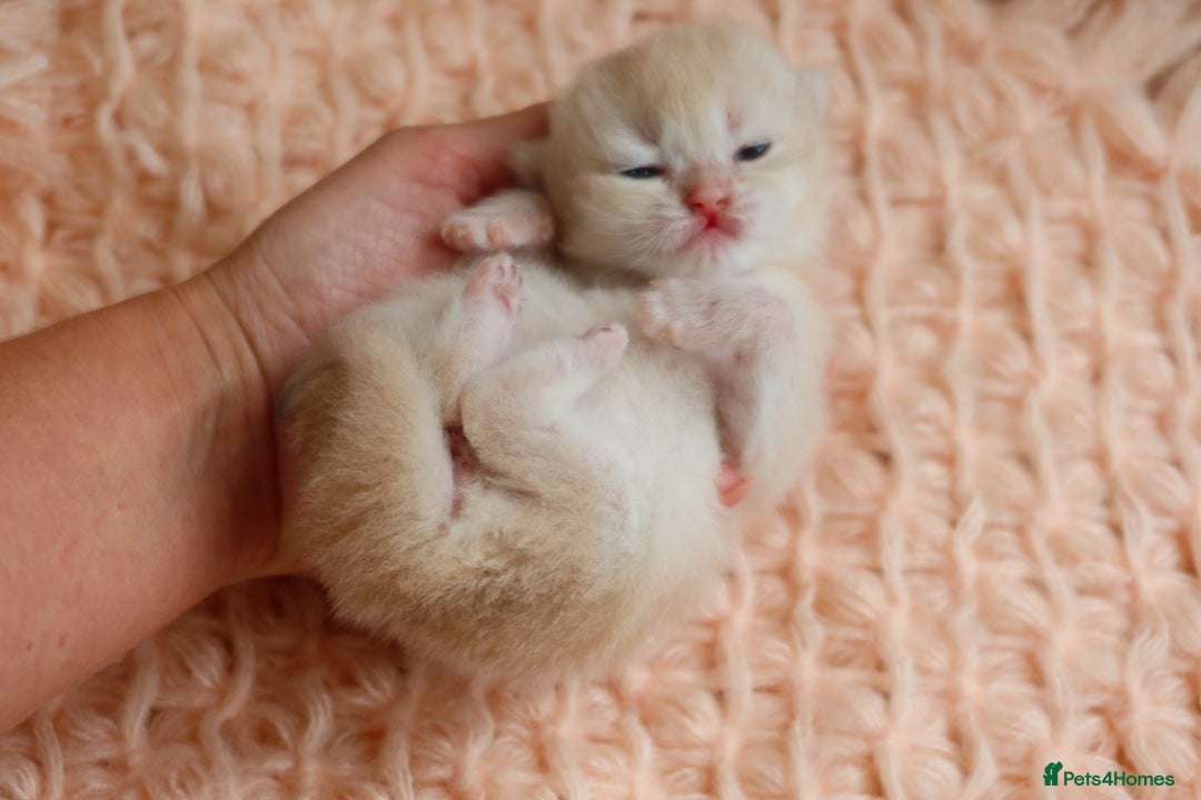 British Shorthair cats for sale: Blue Golden British Shorthair Kitten-REG &LICENSED - Image 6