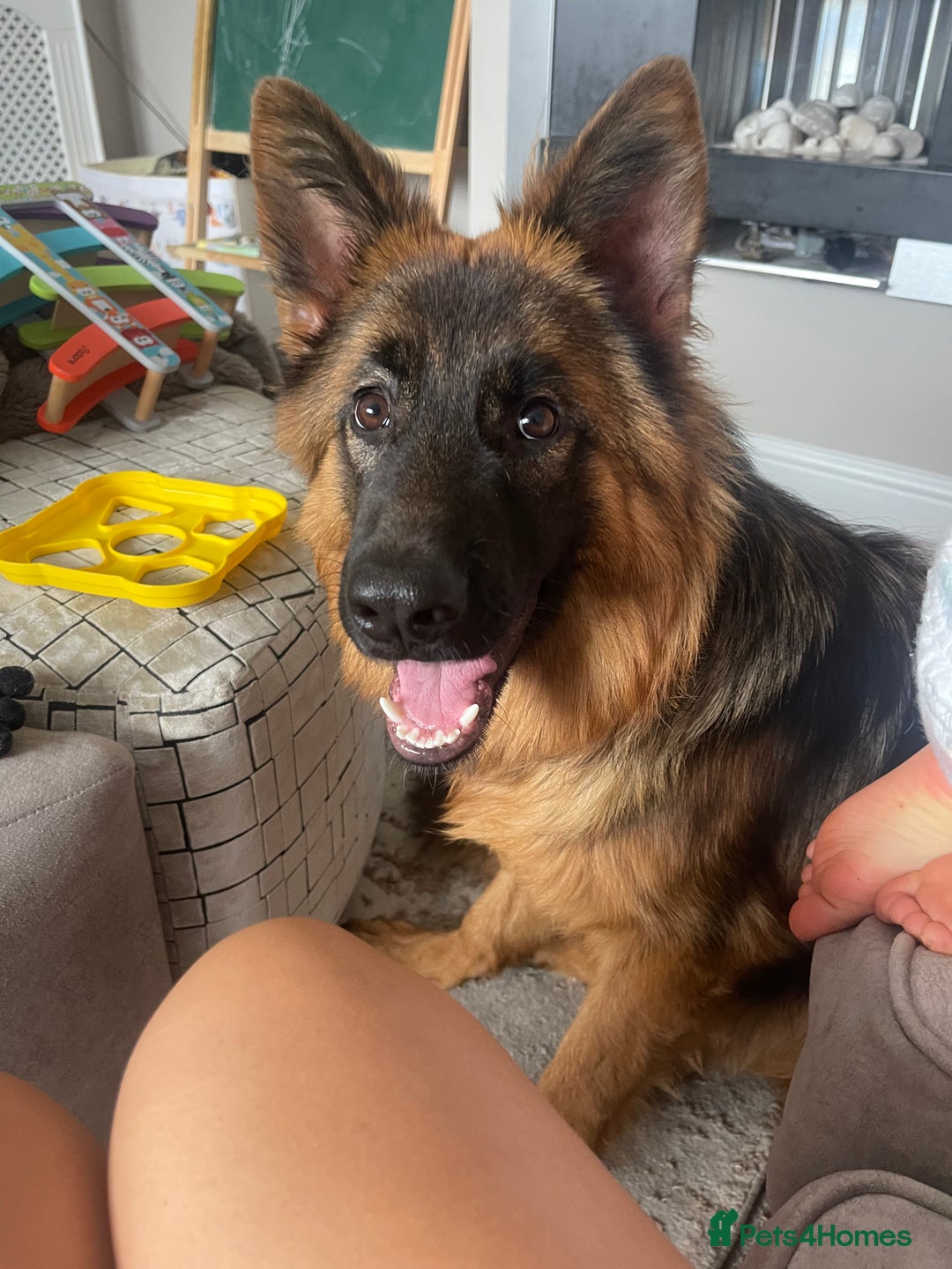 German Shepherd dogs for sale: German Sheppard Female - Image 2