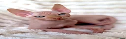 Sphynx cats for sale: Canadian Sphynx Kittens  - Advert 3