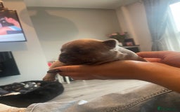 French Bulldog dogs for sale: 9 Day old French Bulldog Puppies - Image 26