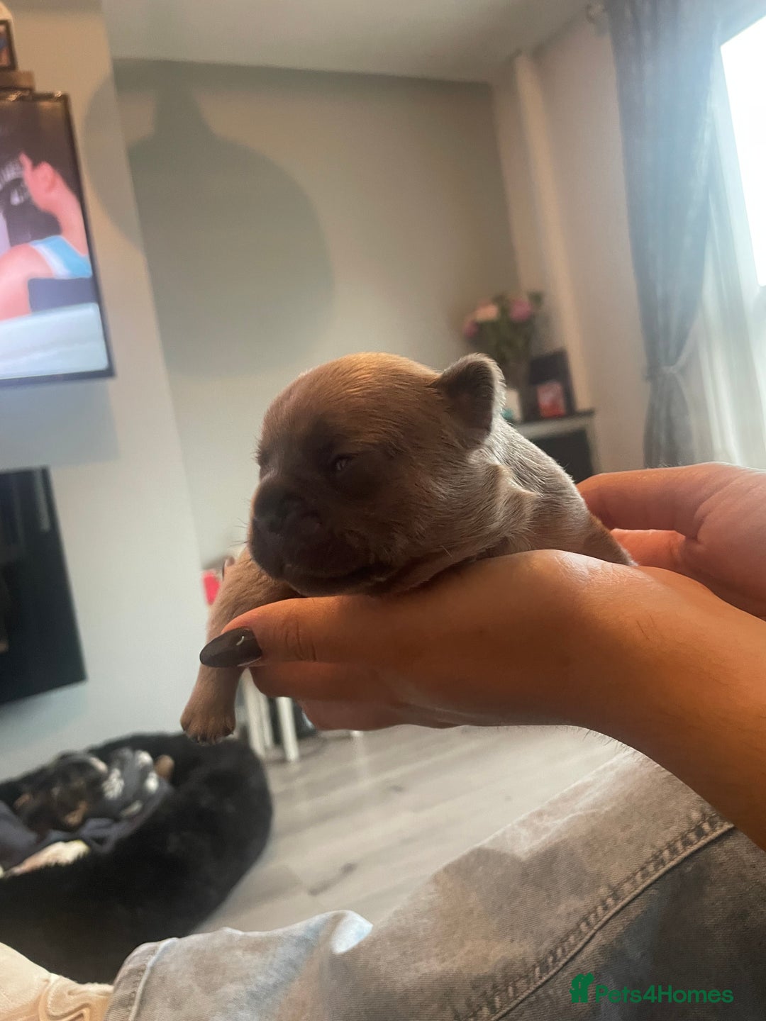 French Bulldog dogs for sale: 9 Day old French Bulldog Puppies - Image 26