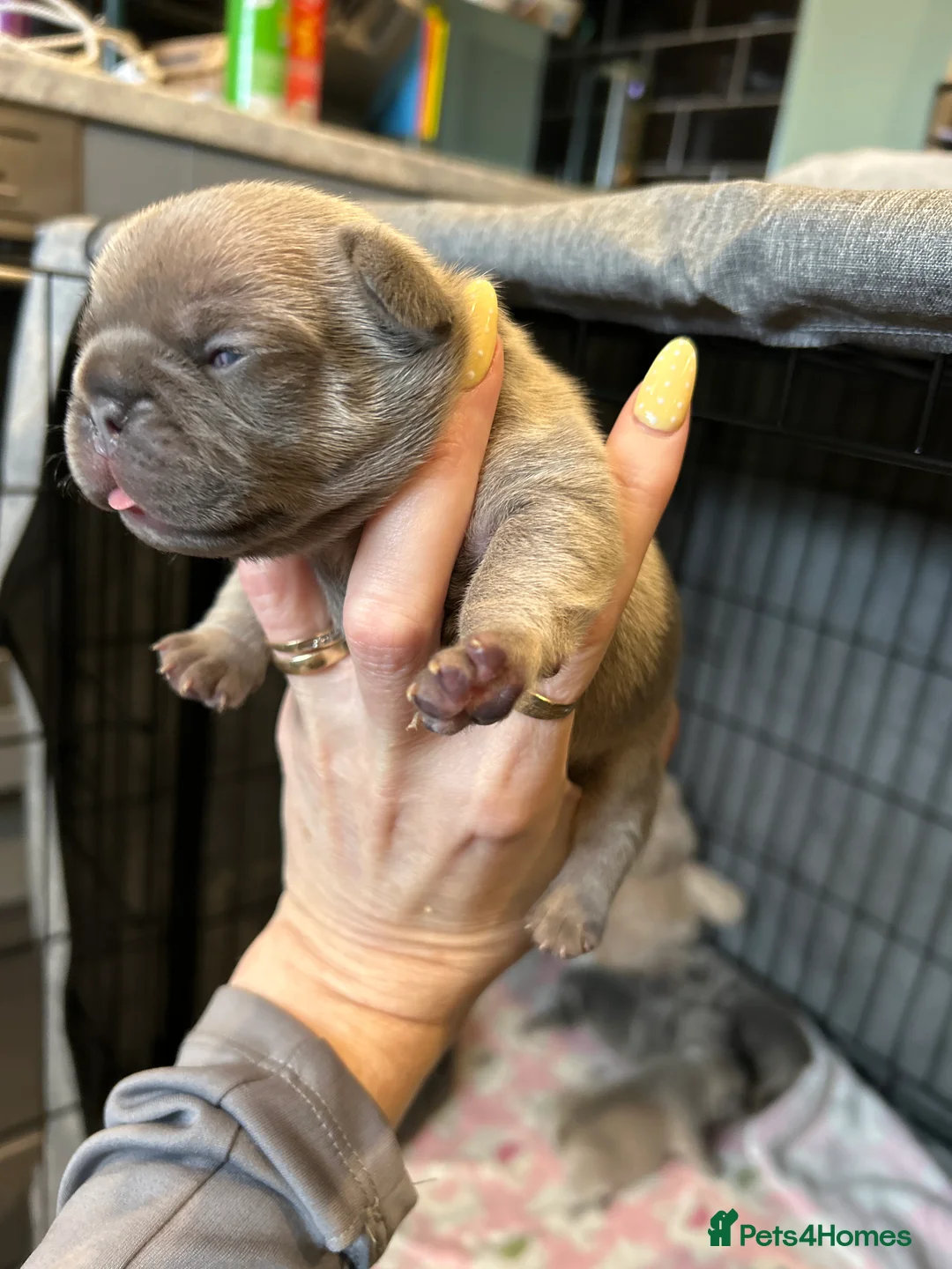 French Bulldog dogs for sale: Gorgeous French bulldog puppy  in Salisbury - Advert 2