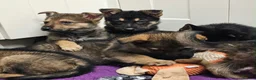 German Shepherd dogs for sale: KC Registered & Health Tested Working Line Puppies - Advert 13
