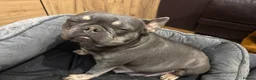 French Bulldog dogs for sale: French bulldog Princess - Advert 3