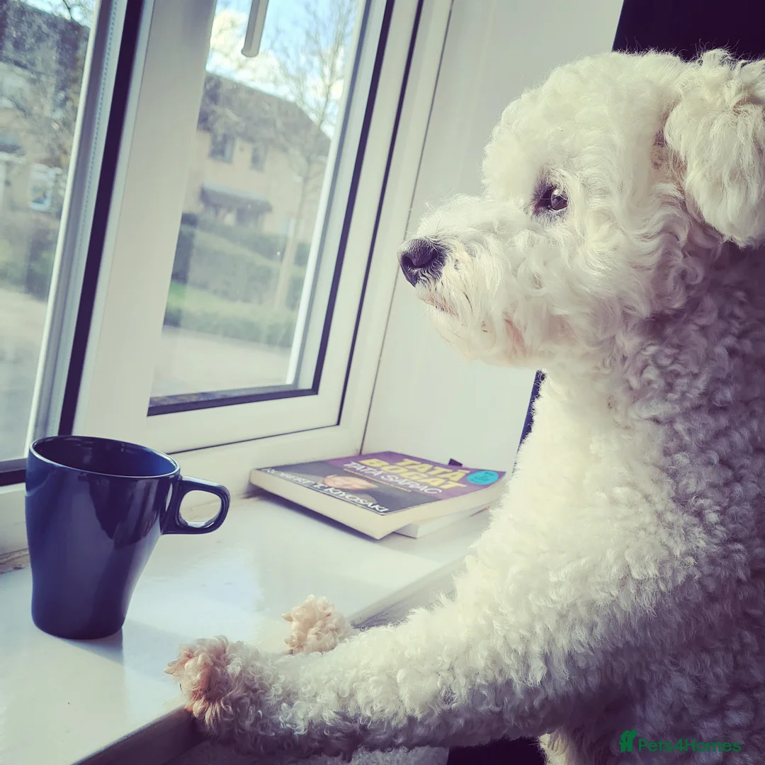 Bichon Frise dogs for stud: Bichon Frise for stud in Milton Keynes - Advert 10