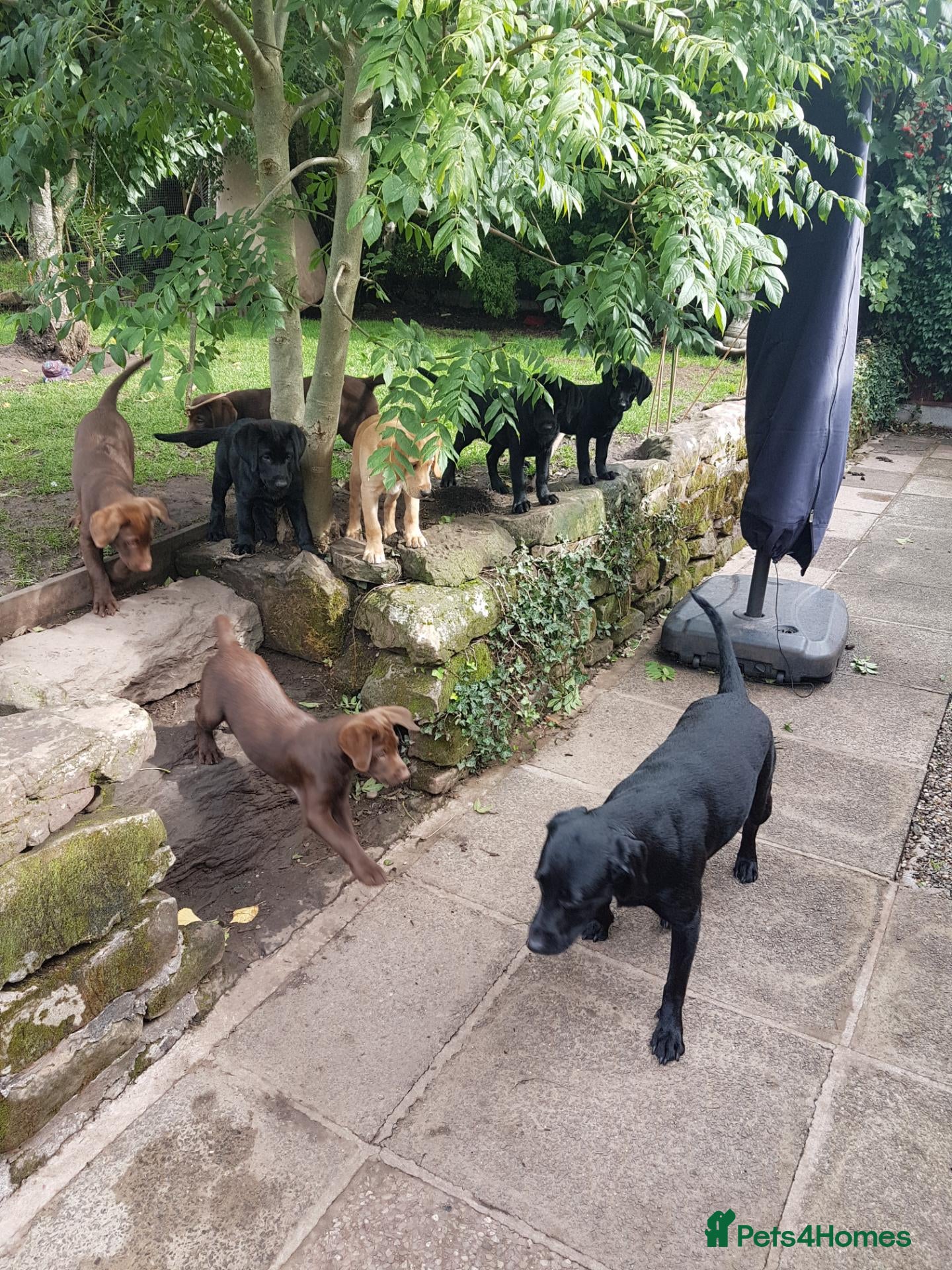 Labrador Retriever dogs Adorable KC Reg Labrador puppies  - Advert 2