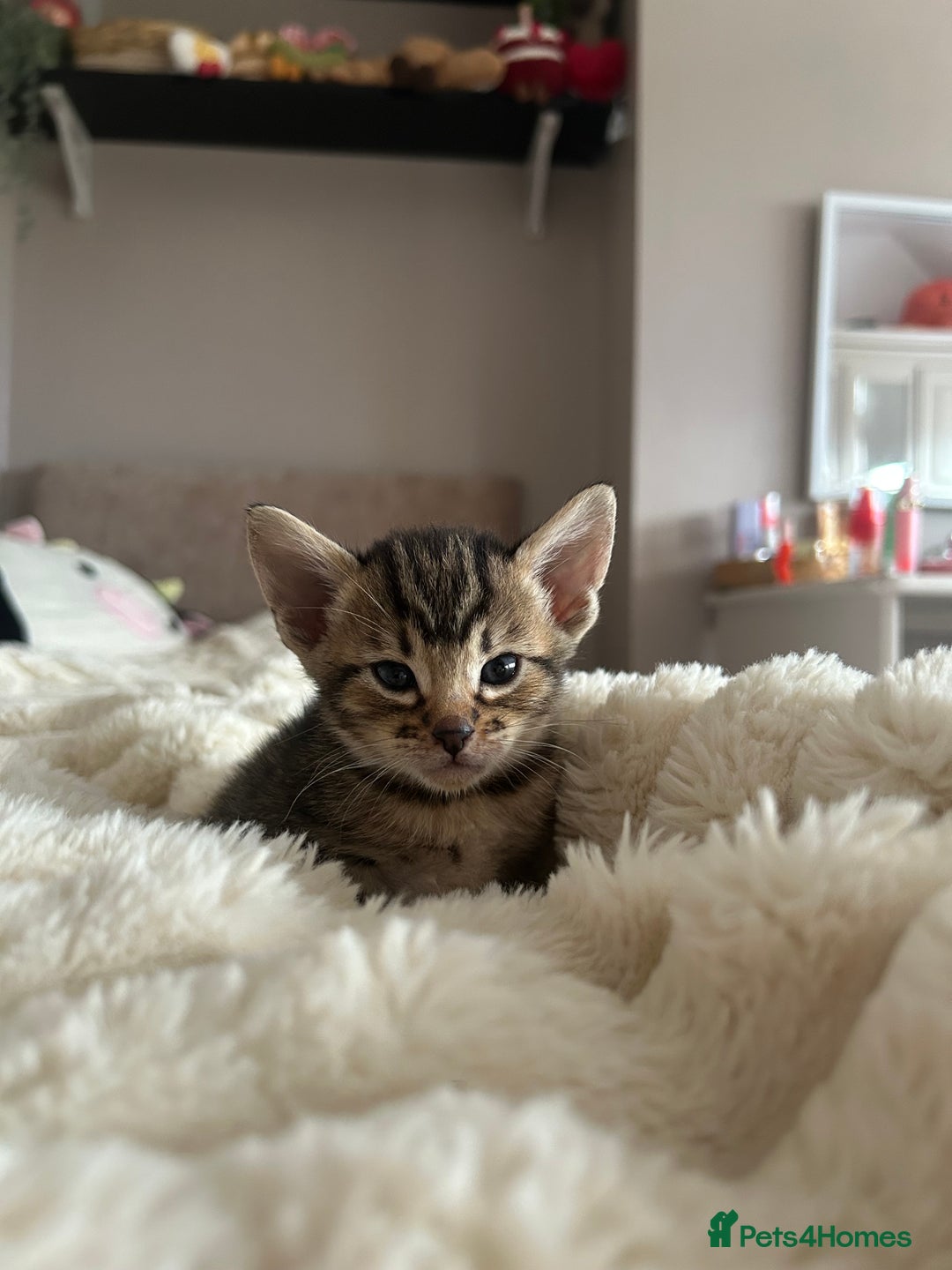 Mixed Breed cats for sale: Oriental cross kittens  - Advert 7